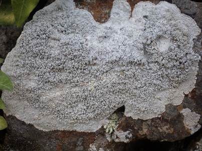 Gesprenkelte Porenkrustenflechte, Foto 3