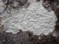 Gesprenkelte Porenkrustenflechte, Foto 5