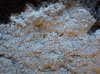 Gesprenkelte Porenkrustenflechte, Foto 6