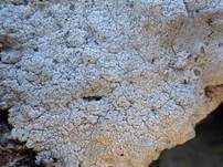 Gesprenkelte Porenkrustenflechte, Foto 7