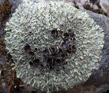 Gesprenkelte Schüsselflechte, Foto 2