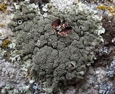 Gesprenkelte Schüsselflechte, Foto 3