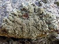 Gesprenkelte Schüsselflechte, Foto 9
