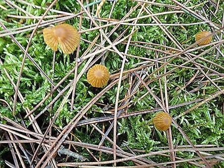 Gestiefelter Häubling, Foto 3