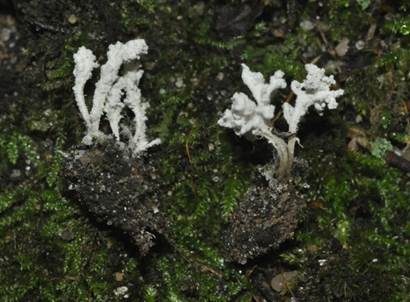Gestielter Insektenschimmelpilz, Foto 2