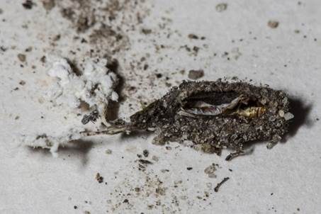 Gestielter Insektenschimmelpilz, Foto 5