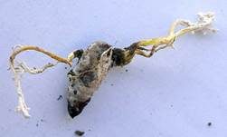 Gestielter Insektenschimmelpilz, Foto 6
