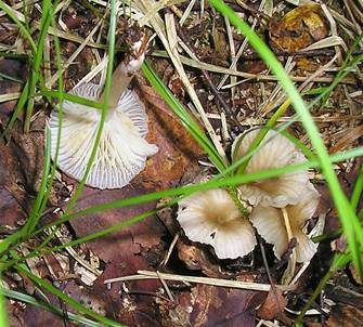 Gestreifter Nabeling, Foto 2