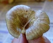 Gestreifter Nabeling, Foto 13