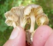 Gestreifter Nabeling, Foto 14