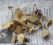 Gestreifter Nabeling, Foto 17