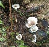 Gestreifter Nabeling, Foto 18