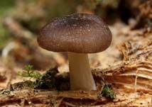 Gestreifter Nabeling, Foto 19