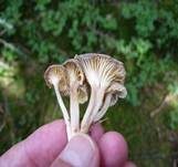 Gestreifter Nabeling, Foto 20