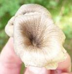 Gestreifter Nabeling, Foto 22