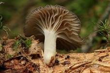 Gestreifter Nabeling, Foto 23