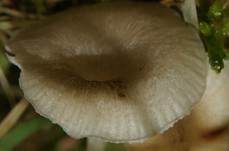Gestreifter Nabeling, Foto 25