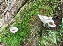 Gestreifter Nabeling, Foto 27
