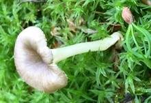 Gestreifter Nabeling, Foto 28