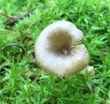 Gestreifter Nabeling, Foto 31