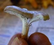 Gestreifter Nabeling, Foto 32