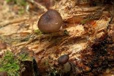 Gestreifter Nabeling, Foto 33