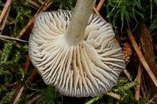 Gestreifter Nabeling, Foto 7