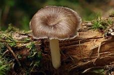 Gestreifter Nabeling, Foto 9