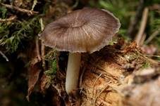 Gestreifter Nabeling, Foto 10