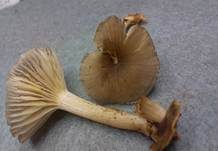 Gestreifter Nabeling, Foto 11