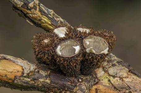Gestreifter Teuerling, Foto 2