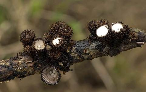 Gestreifter Teuerling, Foto 3