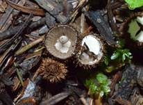 Gestreifter Teuerling, Foto 12