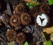 Gestreifter Teuerling, Foto 13