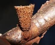 Gestreifter Teuerling, Foto 14