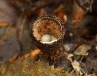Gestreifter Teuerling, Foto 16