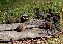 Gestreifter Teuerling, Foto 20