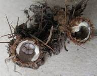 Gestreifter Teuerling, Foto 21