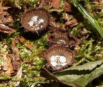 Gestreifter Teuerling, Foto 4