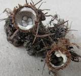 Gestreifter Teuerling, Foto 22