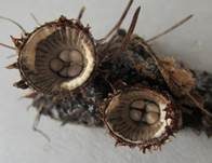 Gestreifter Teuerling, Foto 25