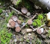 Gestreifter Teuerling, Foto 31