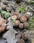 Gestreifter Teuerling, Foto 32