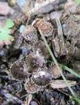 Gestreifter Teuerling, Foto 33