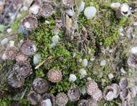 Gestreifter Teuerling, Foto 35