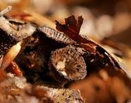Gestreifter Teuerling, Foto 37