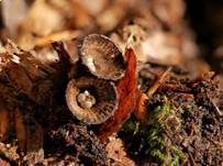 Gestreifter Teuerling, Foto 38