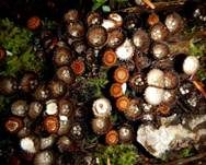 Gestreifter Teuerling, Foto 39