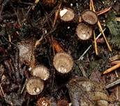 Gestreifter Teuerling, Foto 41