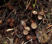 Gestreifter Teuerling, Foto 42
